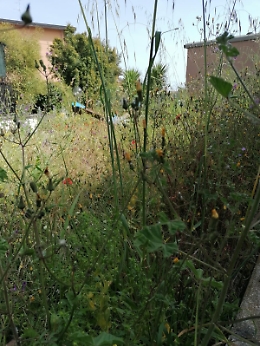 Piano Tavola - Belpasso, erba alta e parchi inagibili