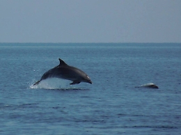 Putin schiera anche i delfini "soldato" per difendere flotta russa