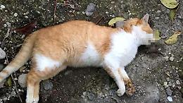 Strage di cani e gatti randagi: la denuncia