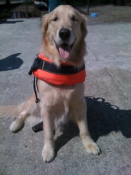 Texas: otto golden retriever a Uvalde per sostenere le famiglie