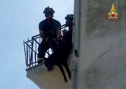 Osimo, cane incastrato nella ringhiera a 15 metri di altezza salvato dai vigili del fuoco