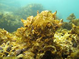 Alga tossica in mare nel Palermitano: scatta il divieto di balneazione