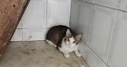 Gatti in stato di abbandono in casa a Catania: 5 salvati e 5 trovati morti