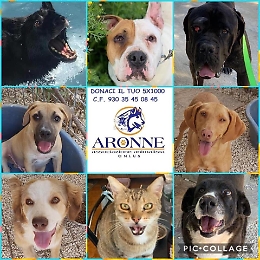 Agrigento, cagnolina abbandonata e legata in autostrada: salvata in extremis