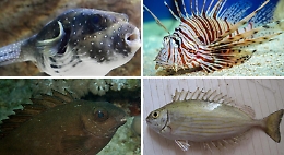 "Attenti a quei 4!", i pesci alieni tropicali arrivati in Sicilia dal Canale di Suez