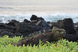 Galapagos: 4 morti in naufragio di battello, anche stranieri
