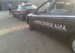 Palermo: guardie zoofile liberano cani in cattività