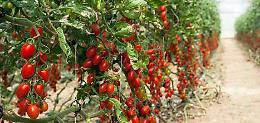 Pomodoro Pachino, prezzi alle stelle per consumatori ma ai produttori pagato una miseria