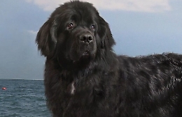 Ecco quali sono i 10 cani più grandi del mondo