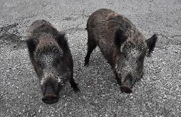 Cinghiali sulle strade delle Madonie causano incidenti