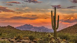 In Arizona fa così caldo che stanno morendo persino i cactus giganti