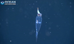 Ecco il "calamaro di vetro", &egrave; l'essere vivente pi&ugrave; trasparente in natura