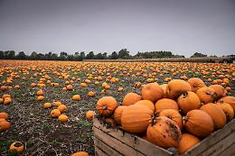 Halloween, il clima impazzito taglia la produzione di zucche del 20%