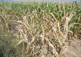 L'inverno bollente, l'agricoltura in tilt e gli invasi sempre più vuoti: il bilancio del gennaio più caldo della storia