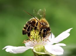 Mieli di Sicilia, quando la biodiversità si mette "in mostra" anche in cucina