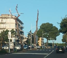 Catania, potatura di alberi in Corso Indipendenza