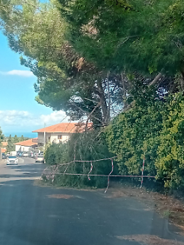 Pino caduto in via Federico De Roberto a Trecastagni, pericolo per tutti