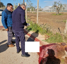 Pony ucciso alla periferia di Acate, quattro associazioni animaliste pronte a costituirsi parte civile