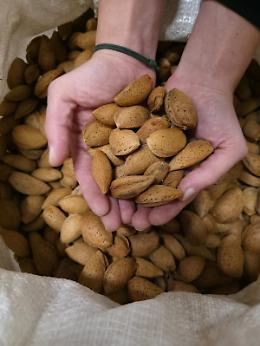 Gusto raro e tradizione: la sagra della mandorla pizzuta a Montemaggiore Belsito