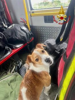 Rimane su uno scoglio solo e impaurito, cane salvato dai vigili del fuoco