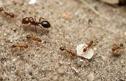 Specie aliene invasive, la Sicilia avvia una web app per le segnalazioni