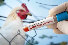 Primo caso umano di influenza aviaria H5N5 a Washington