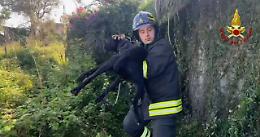 Cane abbandonato in un fosso, i Vigili del fuoco lo salvano