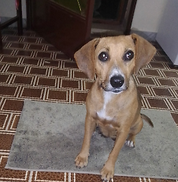 Smarrita Cagnolina a Catania e Paesi Limitrofi – Ricompensa per il Ritrovamento