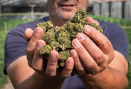 Cannabis light, il governo fa marcia indietro: torna la vendita, ma con una maxi imposta. Cosa cambia davvero