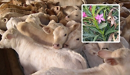 Gli oleandri bruciati possono essere letali? Il caso dei 74 bovini morti nel Padovano 