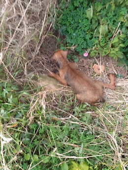 Il cucciolo Mos&egrave; salvato dal canale di scolo: &egrave; accaduto a Sampieri
