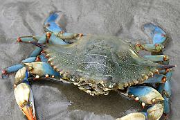 Granchio blu, il conto salato per il Delta: perch&eacute; il &ldquo;nuovo oro&rdquo; ha lasciato macerie tra Comacchio e Goro