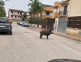 Allarme  per un cinghiale in giro per la citt&agrave;: scatta il divieto di avvicinarlo