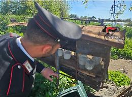 Controlli straordinari dei carabinieri ad Acireale: caseificio abusivo chiuso, sequestrati 250 kg di formaggi pronti alla vendita