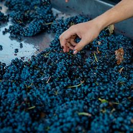 DOP Salaparuta vince in Cassazione: il nome del territorio prevale sul marchio Duca di Salaparuta