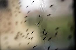 Pergusa invasa dalle zanzare: scatta il piano d'emergenza del Comune, Enna in guerra contro gli insetti fino a ottobre