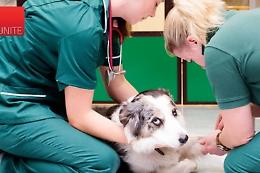Randagismo e salute animale ad Agrigento: il bilancio Asp 2025 tra sterilizzazioni, adozioni e sanzioni