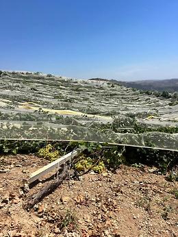 Ravanusa, sfregio mafioso all'agricoltura: abbattute 800 piante di uva da tavola