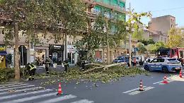Cade un albero in corso Italia per il forte vento: nessun ferito