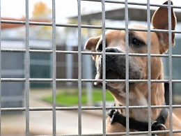 A Caltanissetta ci sono "800 cani all’ergastolo" e si spendono 900 mila euro l'anno