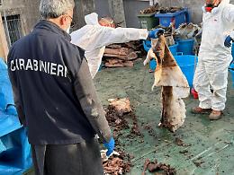 Aci Catena, spoglie mortali in sacchi di spazzatura scaricati in discarica