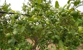 Siccit&agrave; e tubature colabrodo: danni per 5 milioni di euro per le arance Dop di Ribera
