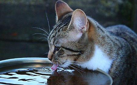 Una ciotola d'acqua per battere il caldo killer: la sfida del Comune di Sciacca per difendere gli animali senza riparo