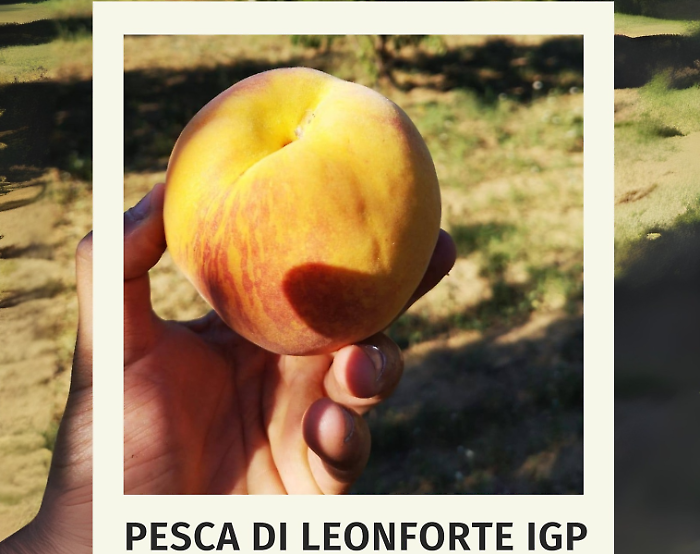 La pesca di Leonforte IGP cresce nel sacchetto e vola negli Usa