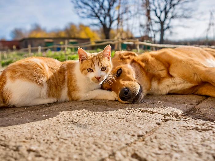 Ragusa e il randagismo, l'assessore Distefano: "Serve un nuovo modello di riparto dei fondi regionali" 