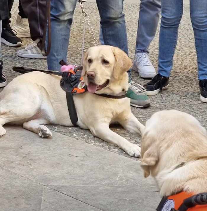 Una delegazione dell'Uici di Ragusa alla XX giornata nazionale del cane guida