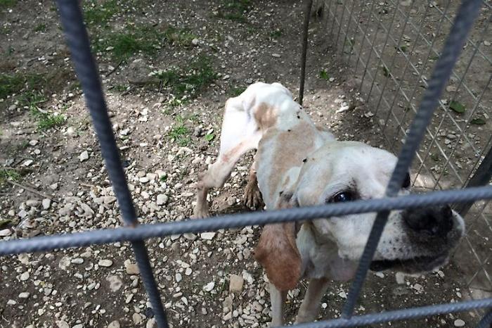 Lasciati tra sporcizia e degrado, cinque cani salvati a Misterbianco 