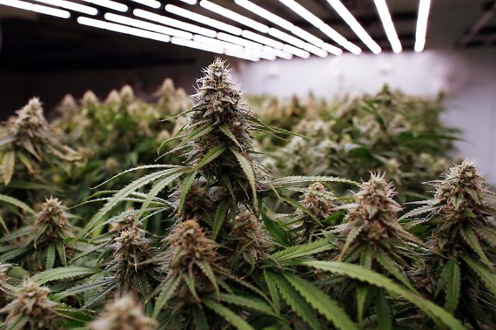 Serra di marijuana indoor a due passi dal mare: denunciato ventenne agrigentino