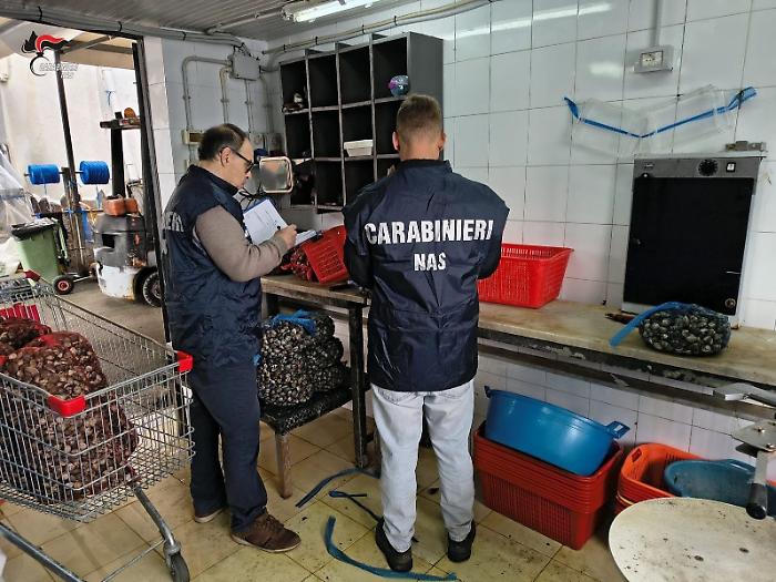 Blitz del Nas di Palermo: sequestrati 4,5 quintali di prodotti ittici e sanzioni per 11.000 euro