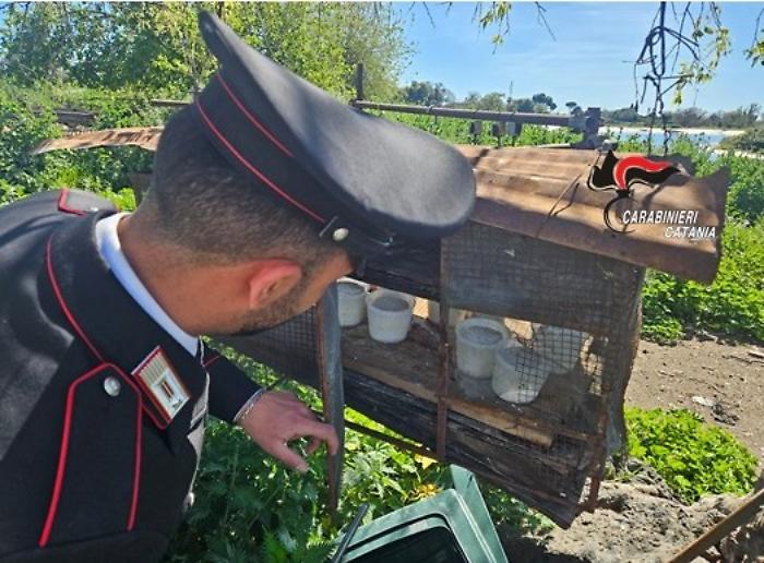 Controlli straordinari dei carabinieri ad Acireale: caseificio abusivo chiuso, sequestrati 250 kg di formaggi pronti alla vendita